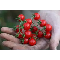 Matt's Wild Cherry Tomato (Помидор чери Метс Вайлд)